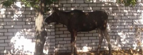 У Рубіжному поліцейські перекрили дорогу, щоб зловити червонокнижного лося