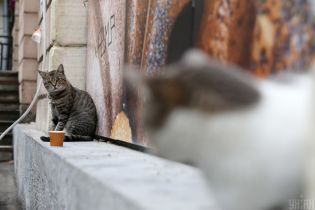 В Сумах студентки ради развлечения утопили в колодце котят и сняли это на видео