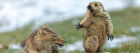 Атака лисиці на бабака, штовханина пінгвінів та армія мурах-солдатів. Найкращі фото дикої природи 2019