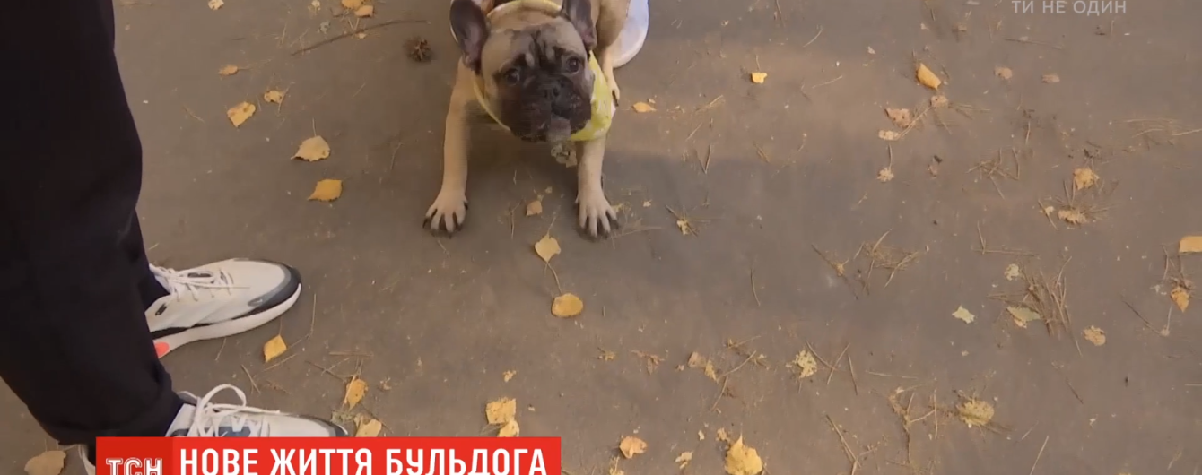 Не соответствуют стандартам: в Украине массово выращивают и выбрасывают французских бульдогов