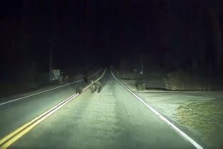 Tesla в режиме автопилота распознала в темноте медведицу с медвежатами и спасла им жизнь