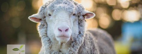Найпухнастіша у світі вівця померла в Австралії