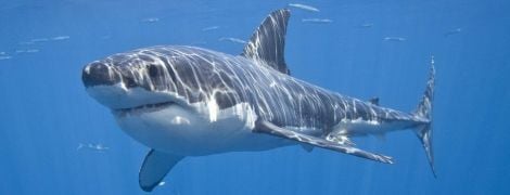 В Новой Зеландии 60-летний серфер обругал акулу и ударил ее в глаз