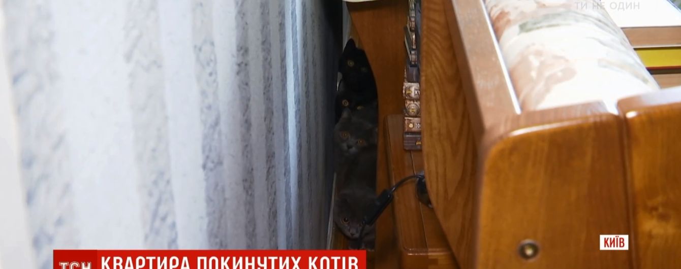 Киевлянка сдала в аренду квартиру и получила вместо денег 40 котов и собаку