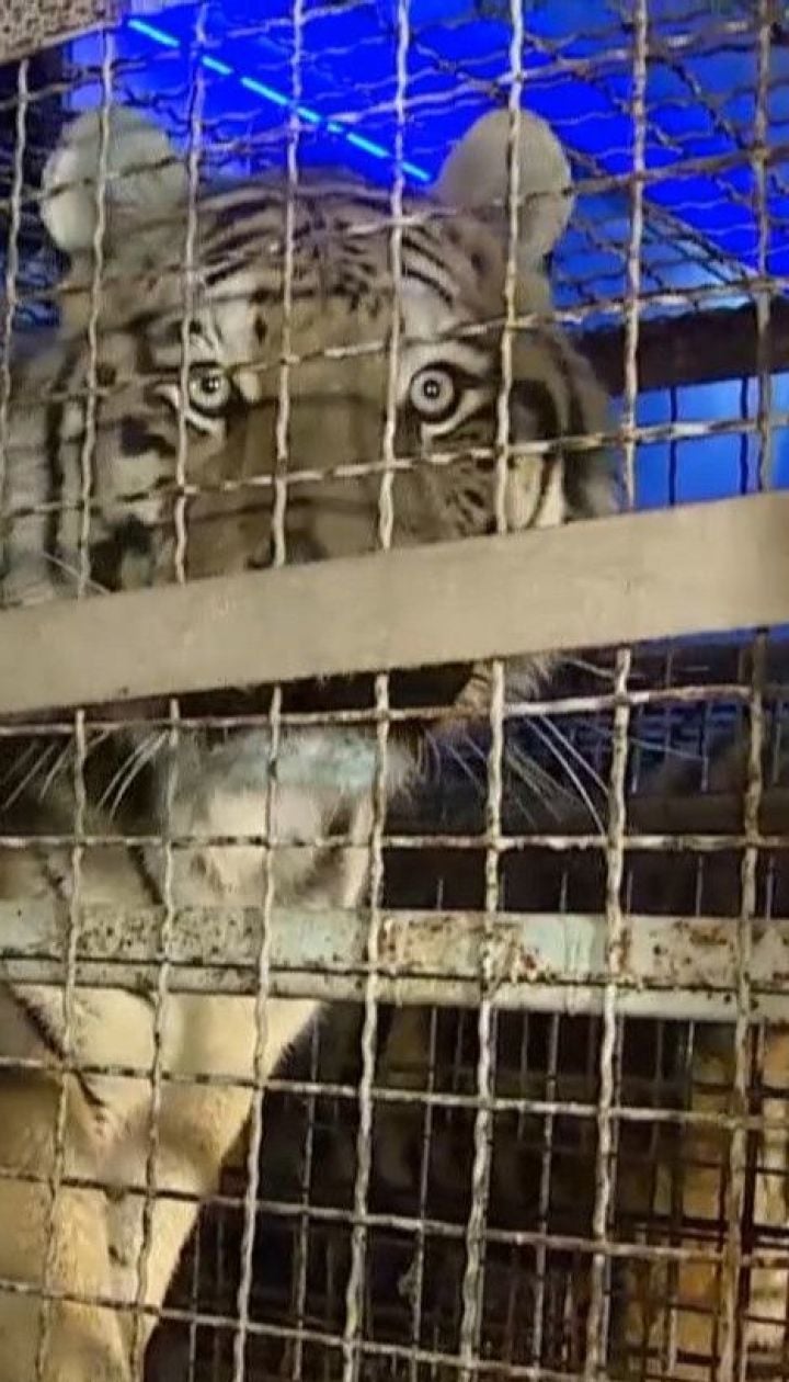 На польському кордоні затримали росіянина, який намагався незаконно перевезти до Білорусі 10 тигрів