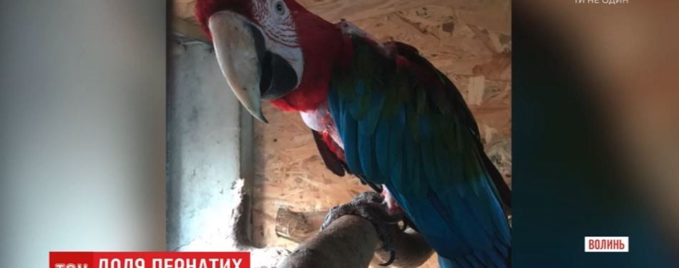 Похищенных попугаев из Луцкого зоопарка вернули, но один сразу погиб