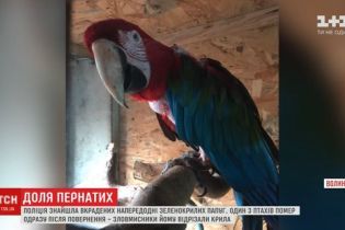 Похищенных попугаев из Луцкого зоопарка вернули, но один сразу погиб