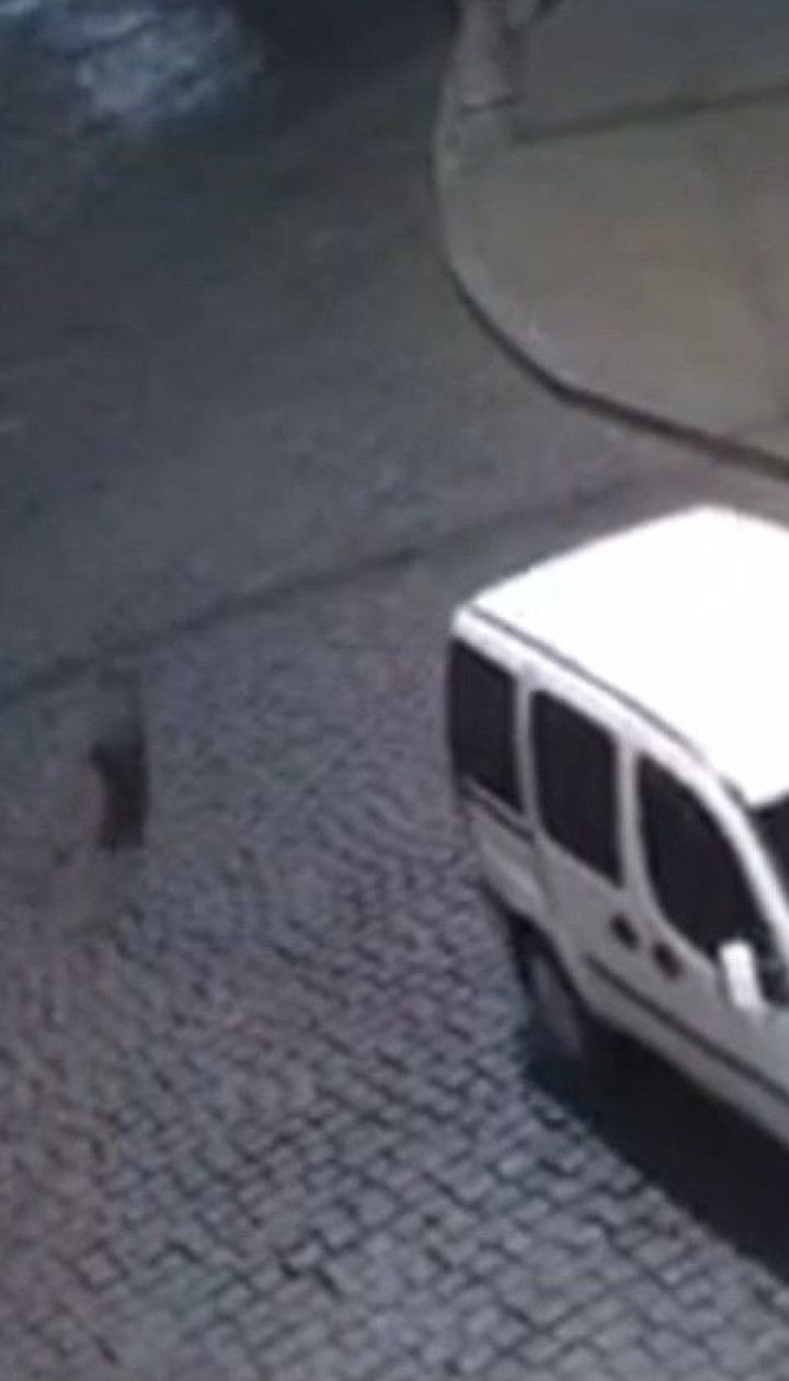 У Чернівцях поліція та рятувальники ловили кабана, який розгулював середмістям