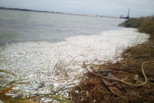 У Херсонській ОДА назвали попередню причину масового мору риби, поліція відкрила кримінальне провадження