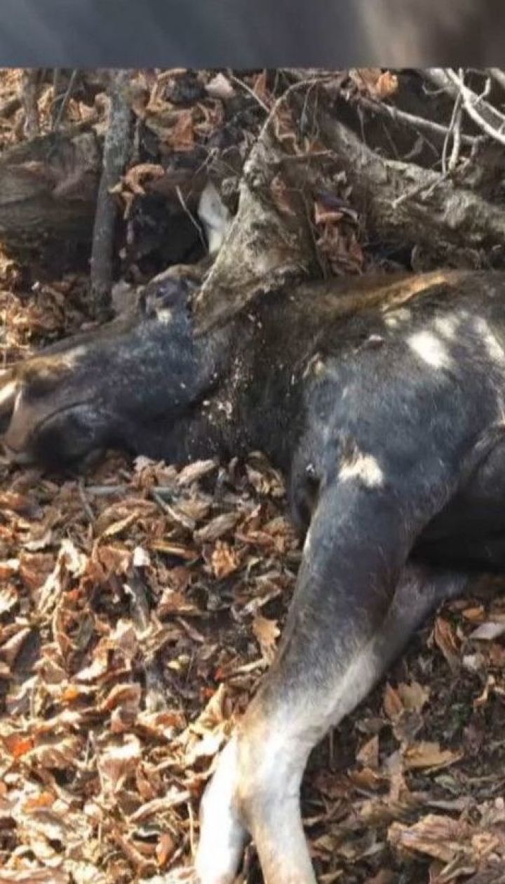 Краснокнижного молодого лося убили в первый день охоты в Черниговской области