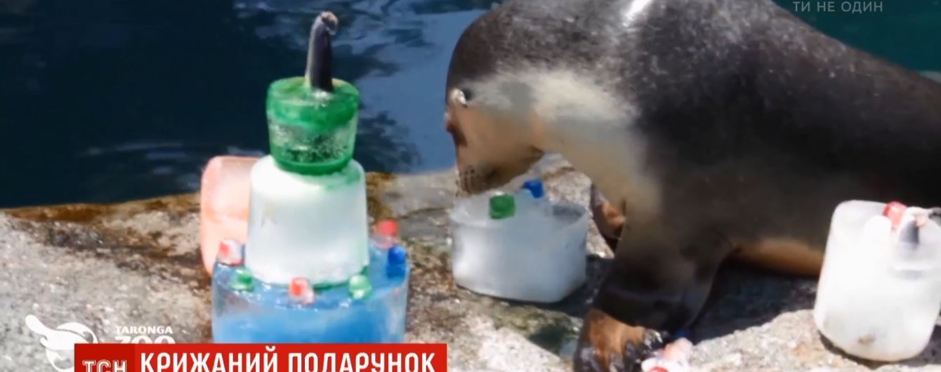 В Австралии морского льва угостили именным тортом