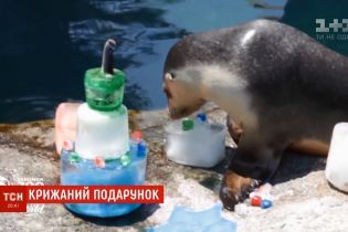 В Австралии морского льва угостили именным тортом