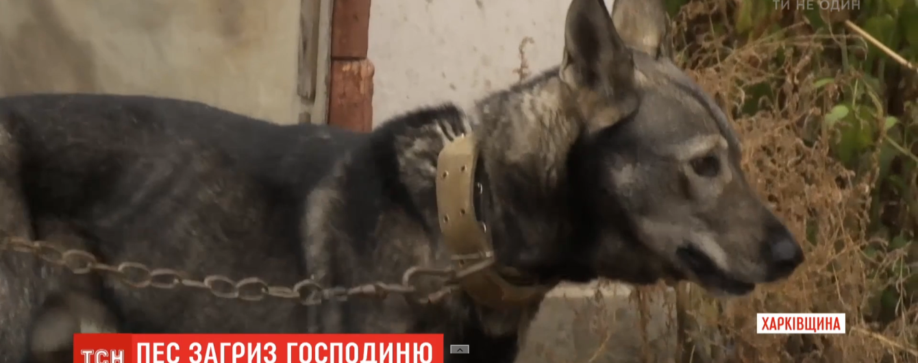 На Харьковщине домашняя собака не оставила на теле пенсионерки живого места. Женщина умерла в больнице