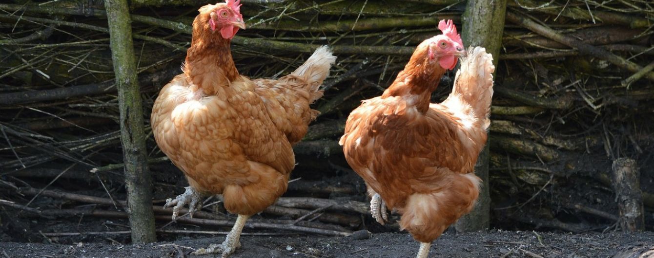 Беларусь запретила ввоз курятины из Украины