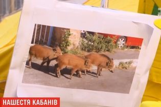 Итальянские фермеры со сковородками требовали право убивать кабанов