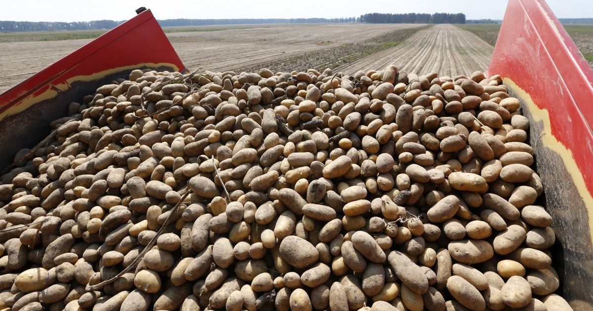 В Украину завозят рекордное количество российской картошки