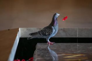 В Австралії вандал крав квіти з могили Невідомого солдата. Ним виявився голуб