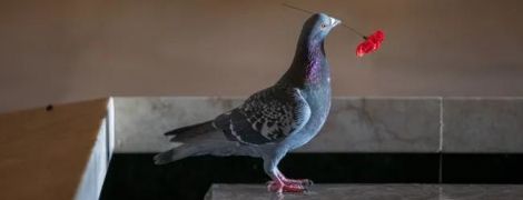 В Австралии вандал воровал цветы с могилы Неизвестного солдата. Им оказался голубь