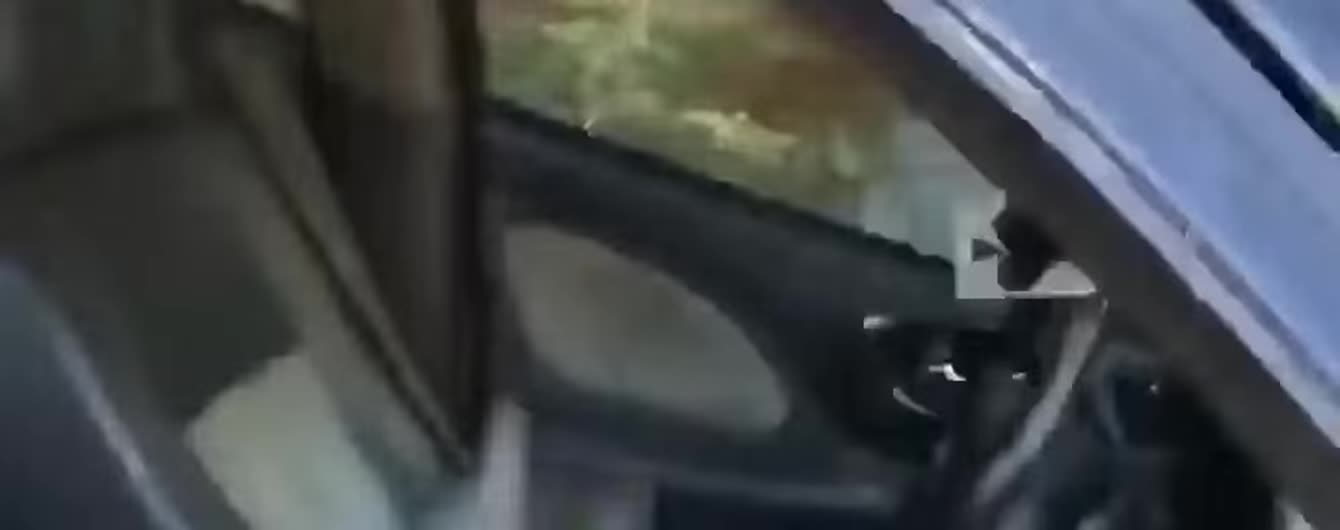 Девушка засняла "банду" котов, которые устроили "торнадо" в машине