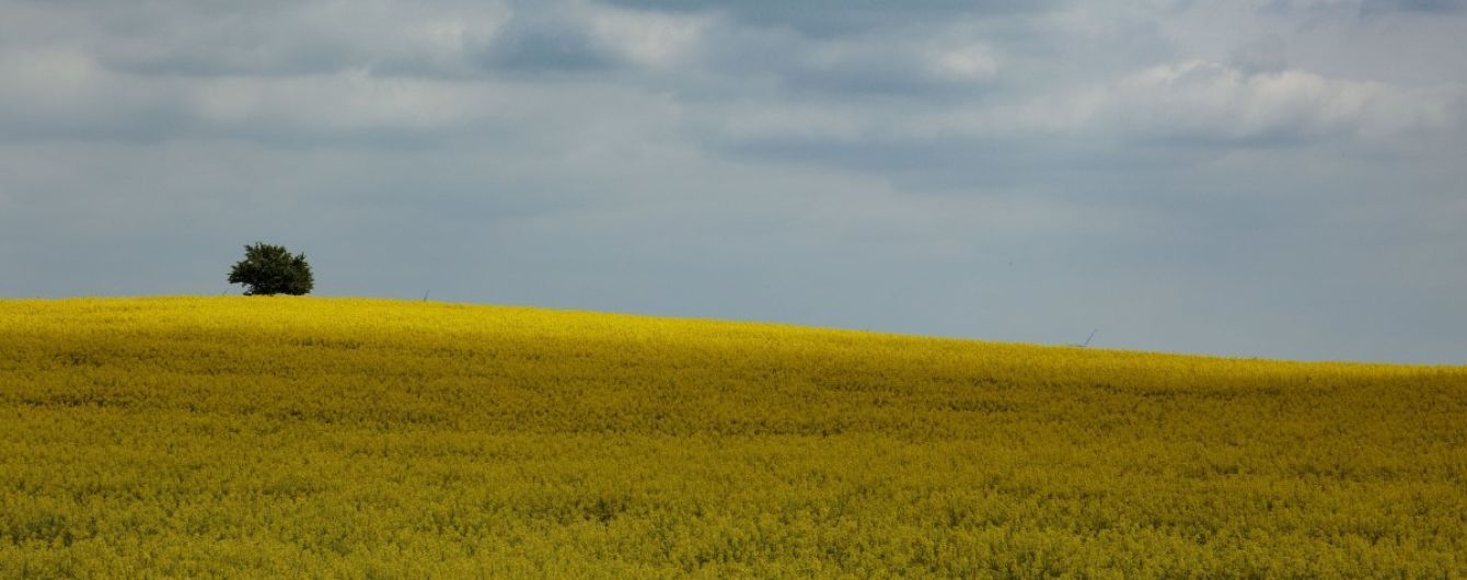 Рада приняла в первом чтении законопроект об открытии в Украине рынка земли: что он предусматривает