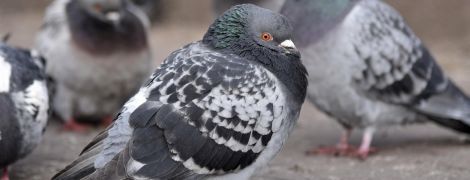 Почему у голубей часто не хватает пальцев: ученые предложили неожиданный ответ
