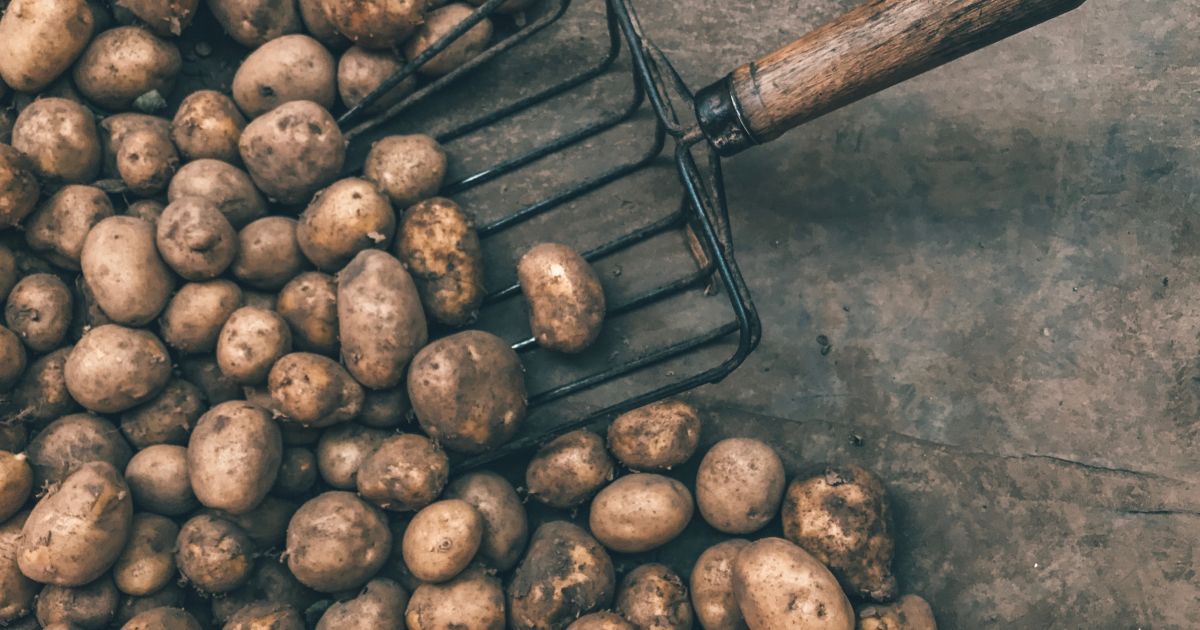 В Україні подорожчала картопля: яка вартість овоча
