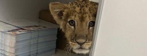 В Киеве косметологическая клиника использовала настоящего львенка ради развлечения, зоозащитники возмущены
