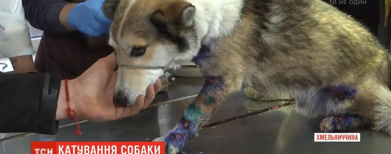 Чиновник полтора километра тащил собаку за автомобилем, чтобы вывезти животное за село. Свои действия назвал "гуманными"