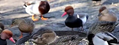 У Франції качки відвоювали у невдоволеної мешканки право голосно крякати