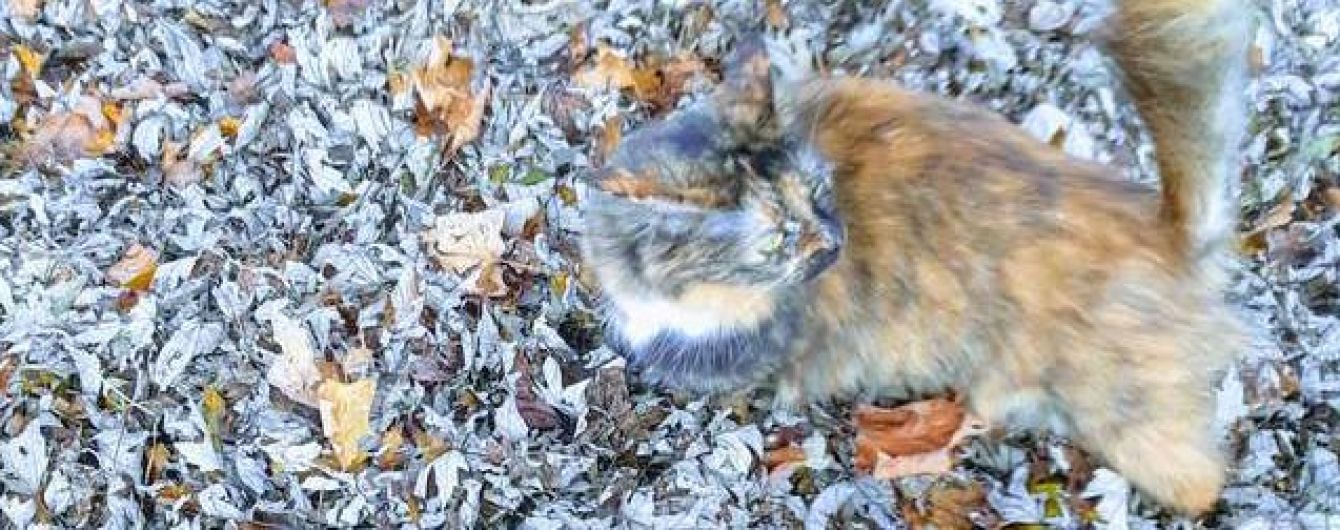 Знайди кота: у Мережі господарка пухнастика показала осінню фотозагадку