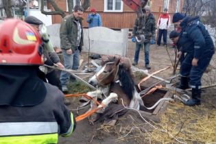 На Ровенщине конь упал в яму с кормом, но его вытащили спасатели