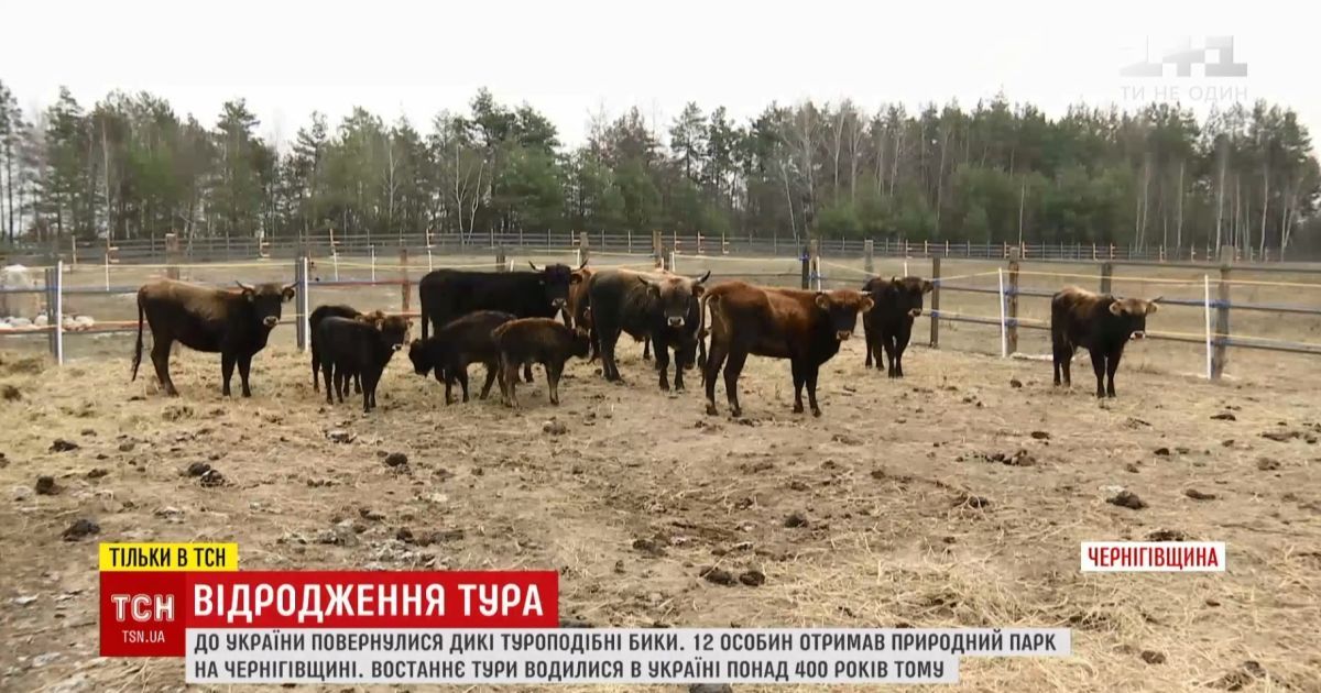 В Україну повернули турів, які зникли понад 400 років тому