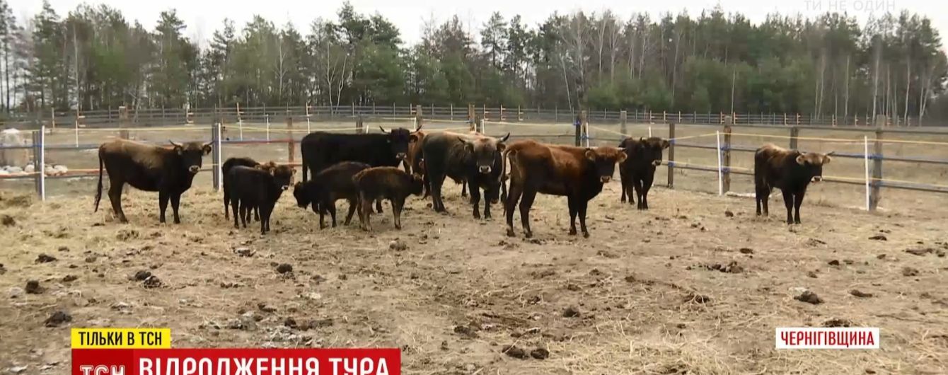 В Украину вернули туров, которые исчезли более 400 лет назад