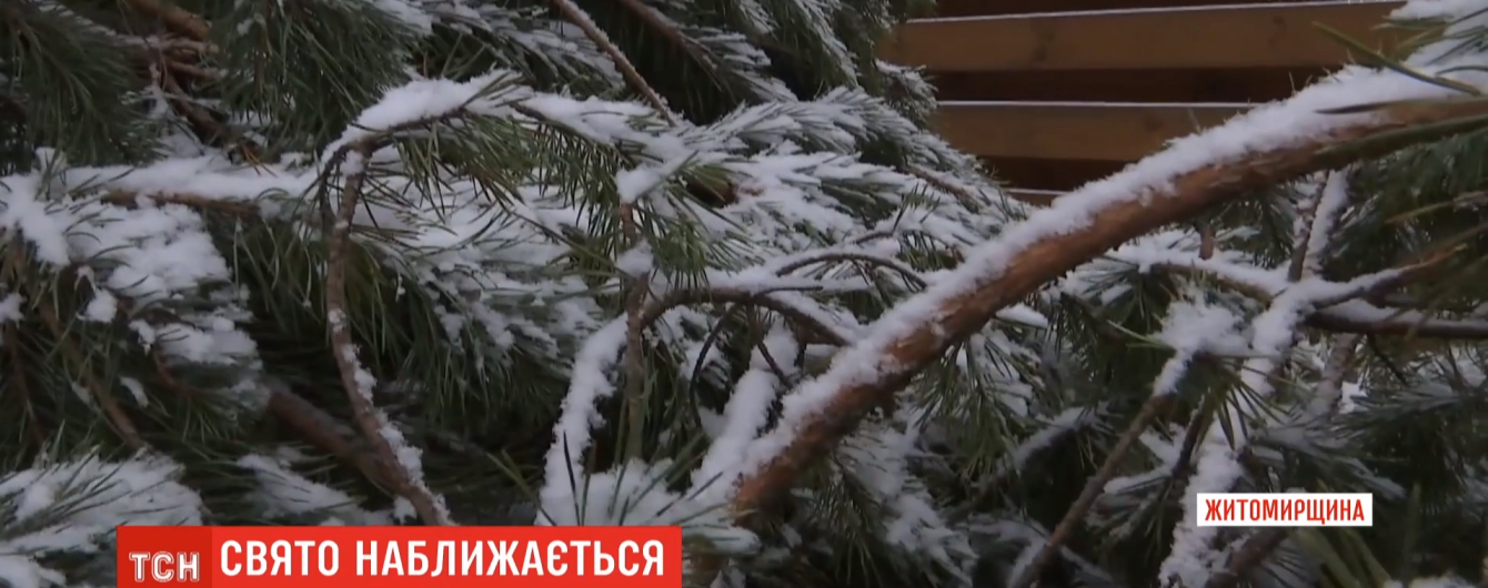 Для главной елки страны в Киеве заготовили четыре сотни сосен. Стоимость всех деревьев – 125 тысяч гривен