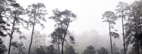 Україну накриває туман, а місцями з дощем: погода на четвер