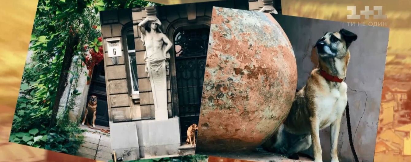 Львів’янка влаштувала красиву фотосесію безпородним собакам