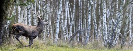 В Україні проведуть інвентаризацію лісів - Рада підтримала законопроєкт