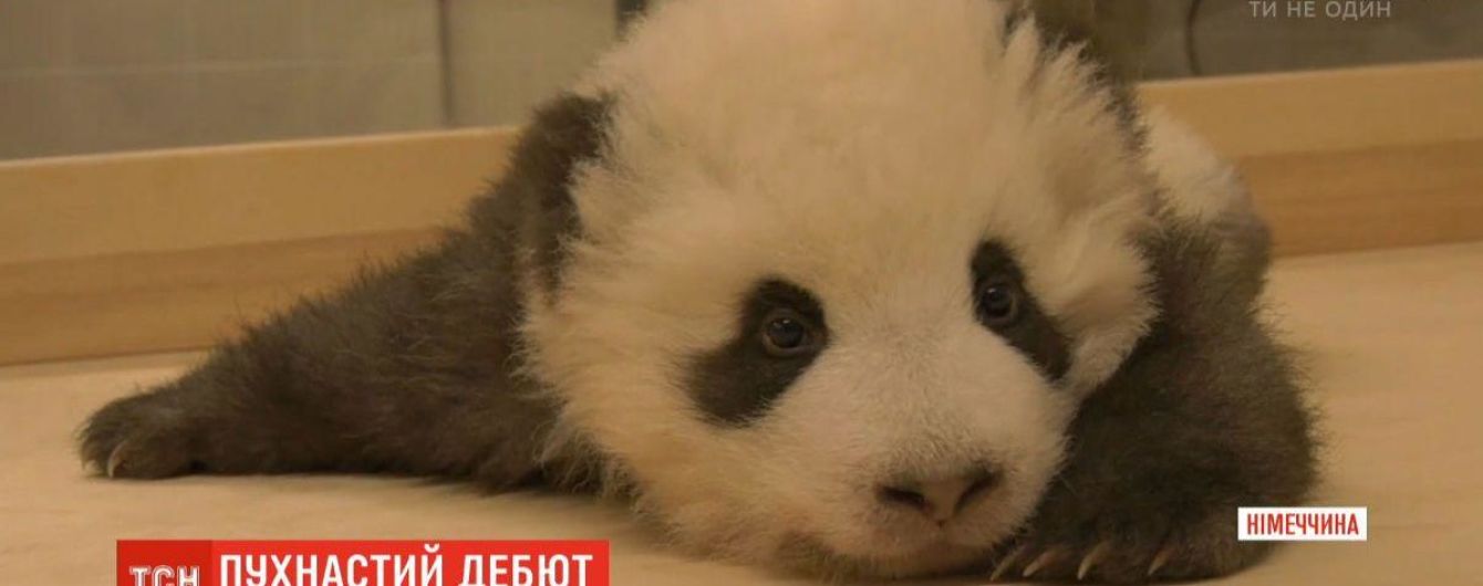 Сеть умилил малыш панды, который не мог заснуть из-за икоту