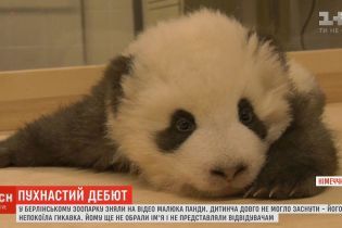 Сеть умилил малыш панды, который не мог заснуть из-за икоту