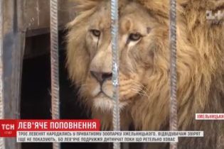 У Хмельницькому плодовита пара левів народила сімох дитинчат протягом року