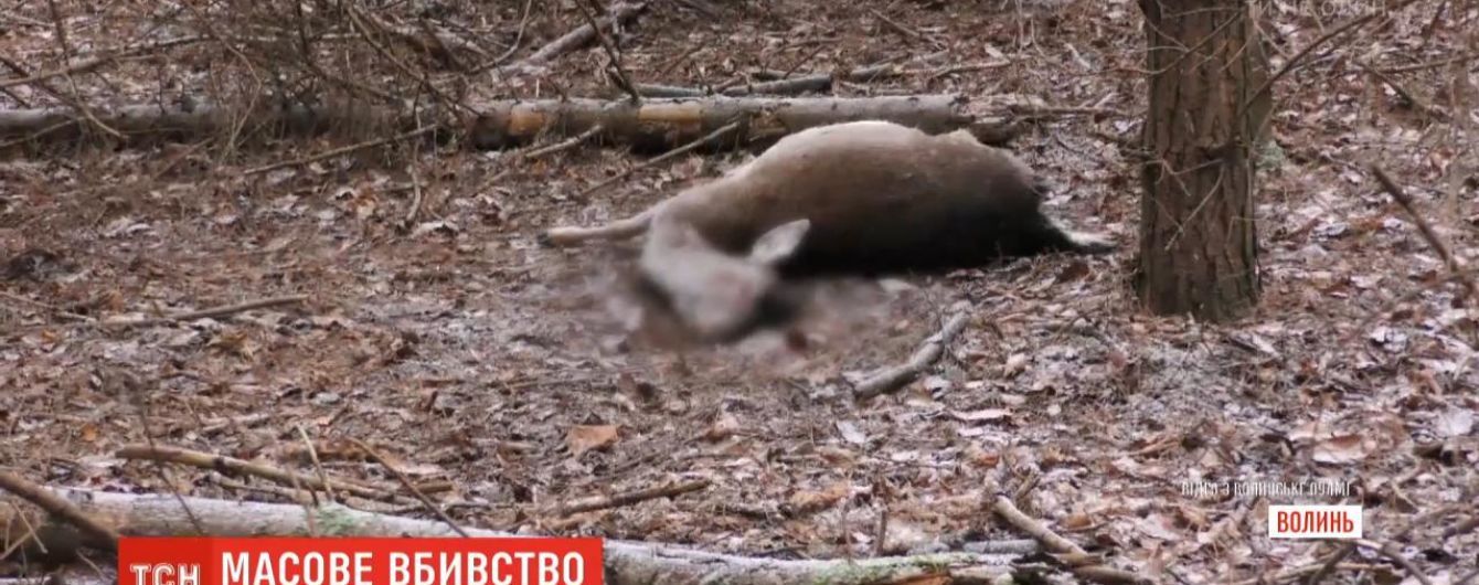 У волинському лісництві невідомі застрелили сім ланей. Тварин мали випустити у дику природу