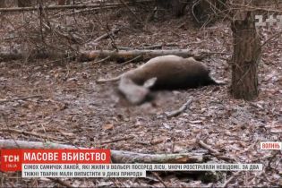 В волынском лесничестве неизвестные застрелили семь ланей. Животных должны были выпустить в дикую природу