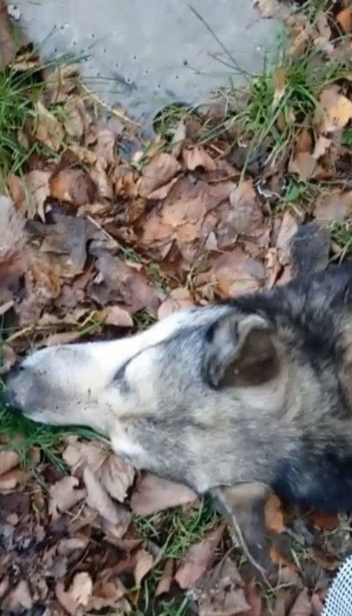 На Львівщині невідомий стріляв у дворового собаку, який був улюбленцем місцевих жителів