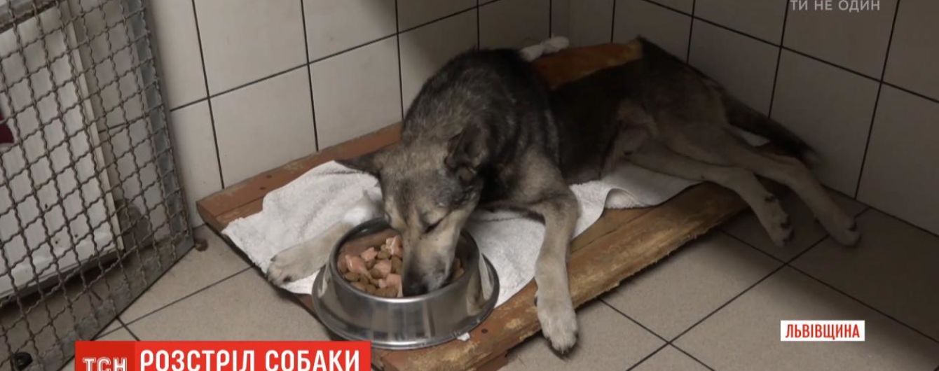 На Львощине неизвестный посреди дня расстрелял дворового пса: с позвоночника изъяли две пули