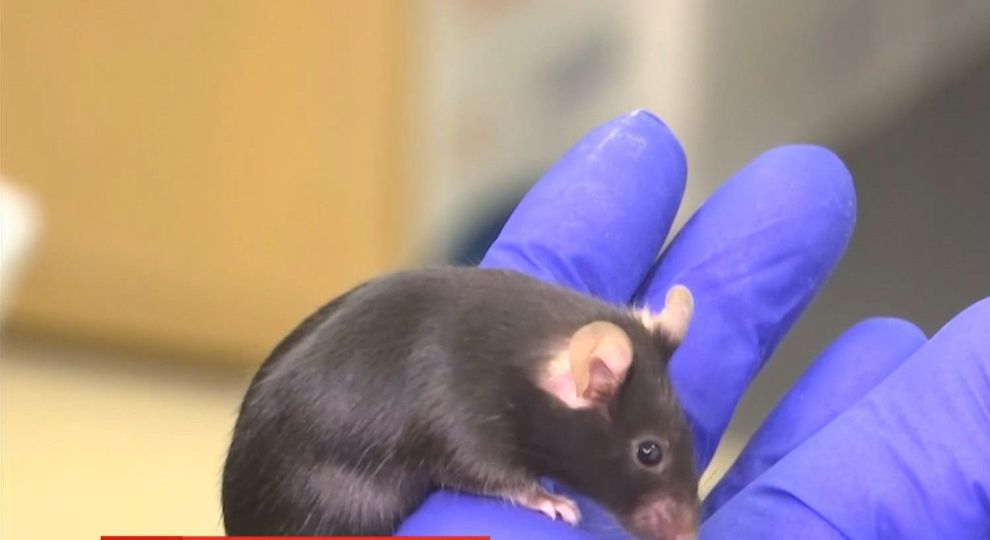 Відео - Три групи мишей відправили у космос для участі в експерименті на  МКС - Сторінка відео