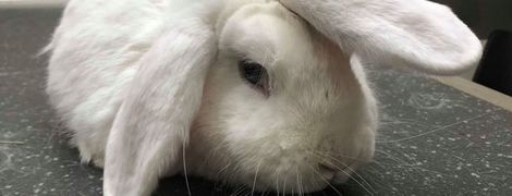 В Великобритании ищут хозяев для "кролика-единорога"