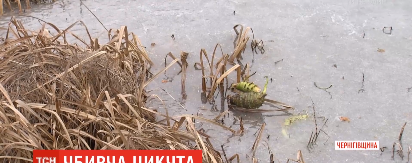 Після вживання цикути помер третьокласник із Чернігівщини. Що потрібно знати про рослину-вбивцю