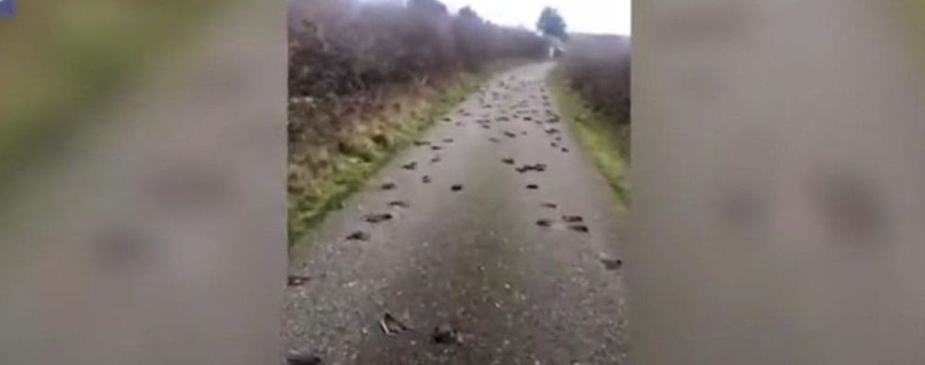 Британец снял на видео сотни мертвых скворцов на сельской дороге