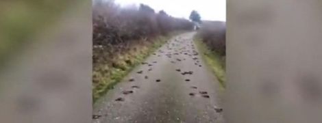Британец снял на видео сотни мертвых скворцов на сельской дороге