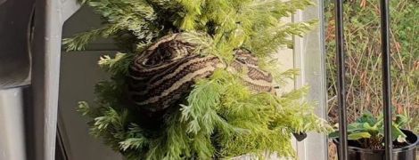 В Австралии трехметровый питон замаскировался под гирлянду на рождественской елке